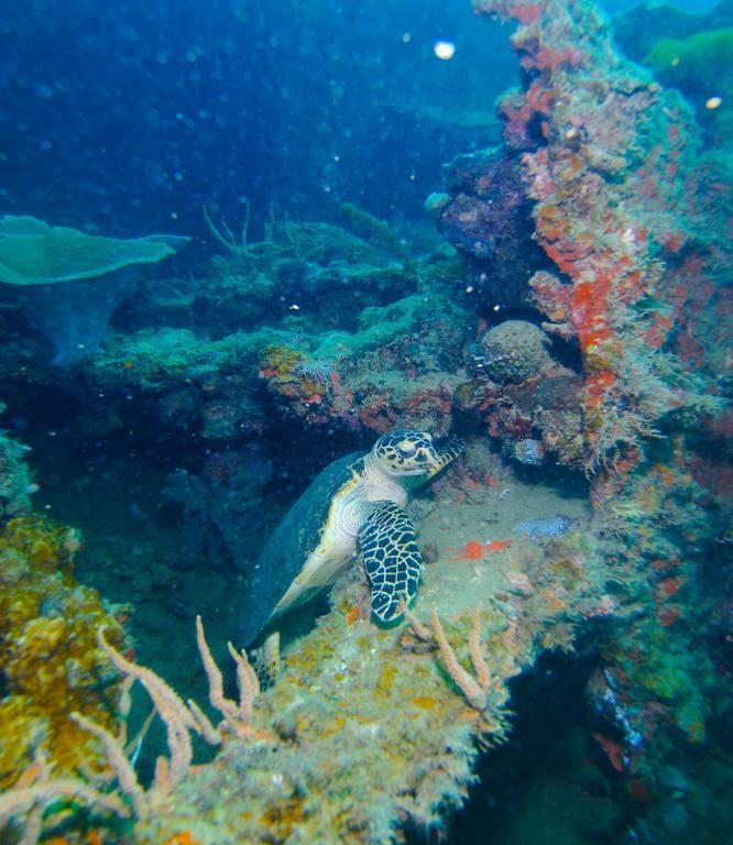 Chindonan Dive And Beach Resort Coron Exterior foto